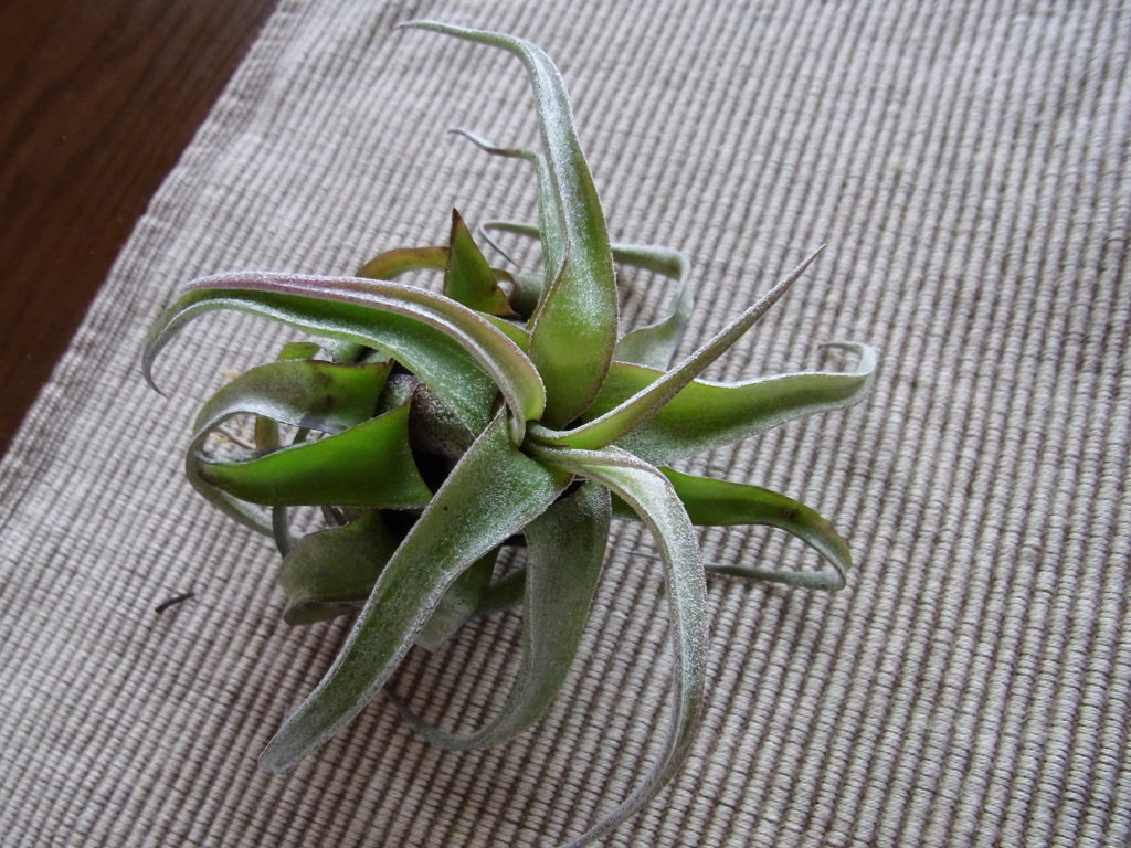 Druh Tillandsia pro začátečníky