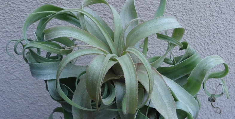 Druh Tillandsia pro začátečníky